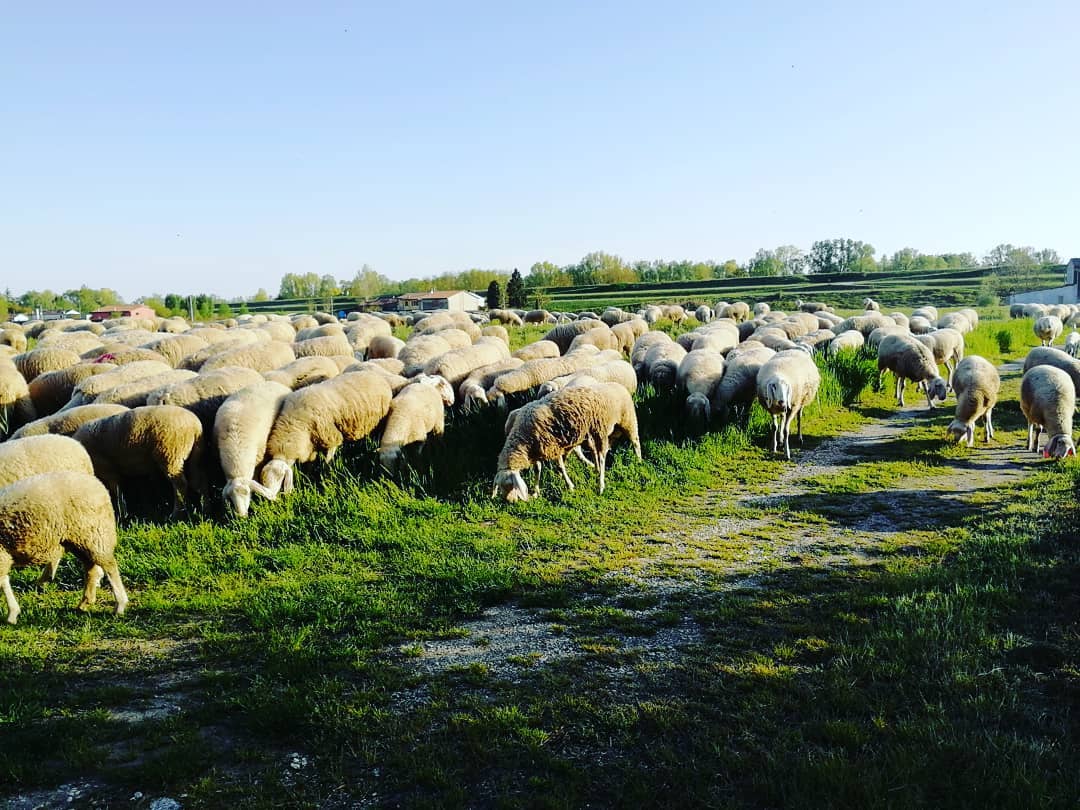Allevare le pecore: uno stile di vita racchiuso in un territorio